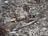 Remains of the Osprey killed in Ivano-Frankivsk region