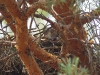 A hidden chick of the Short-toed Eagle in the third nest