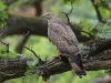 An adult male of the Honey Buzzard