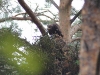 A large chick of the Lesser Spotted Eagle on the nest