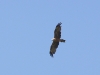 The adult Black Kite is moulting