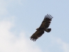 The Lesser Spotted Eagle