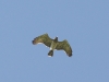 A male of the Short-toed Eagle