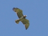 A female of the Short-toed Eagle