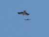The light-coloured Booted Eagle attacked by the Hobby Falcon