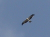 A silhouette of the Booted Eagle