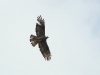 A dark-coloured Honey Buzzard