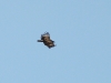 Again a Lesser Spotted Eagle