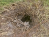 The nest of wasps, dug out and destroyed by the Honey Buzzard