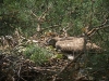 An almost completely feathered chick of the Short-toed Eagle in the nest