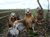 Chicks of the Long-legged Buzzard in the nest №1