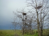 Unoccupied nest of the Long-legged Buzzard