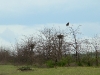 Male of the Imperial Eagle at the ravaged nest