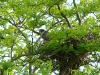 Female of Hobby Falcon at the nest