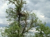 Occupied nest of Long-legged Buzzard No 3