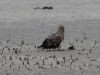 Adult White-tailed Eagle on a drained pond (N.Borisenko)