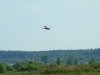 Marsh Harrier male patrols the area