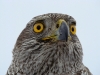 A portrait of the yearling female of the Goshawk
