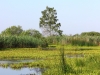 Красоты Полесья