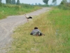 А. Настаченко фотографирует символ Полесья - белого аиста