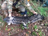 Окрас птенца большого подорлика