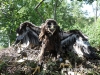 Старший птенец большого подорлика