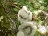 Here come the chicks