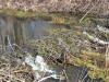 Beaver’s dike on the canal