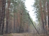 Presumably, it’s a Buzzard’s nest over the dirt road