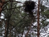 A nest of the Common Buzzard at the edge of dry branches