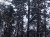 Гніздо орлана