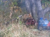 Рыжая воровка в лагере