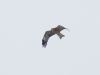 Black Kite in the north of Ukraine