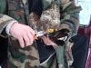 Процесс кольцевания канюка