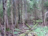 Еловые участки леса