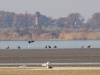 Типова картина: група орланів біля краю води