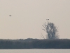 Зручну присаду зайняли 8 орланів