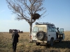 Гнездо курганника