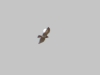 Short-toed Eagle