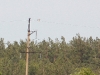Short-toed Eagle on the power line poles