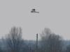 Hen Harrier in a hunting patrol
