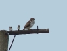 Common Buzzard on a pole