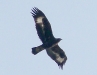 Juvenile Golden Eagle