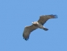 Short-toed Eagle
