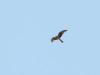 Female of Montagu’s Harrier
