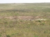 Shyrokolanivsky military ground