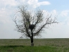 A nest of the Long-legged Buzzard on a solitary tree