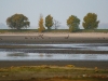 Concentration of the White-tailed Eagles on the drained pond. Photo by A.Arapov