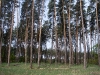 A nest of the same pair in the forest strip among clearings (May 2011).