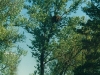 Гнездо на тополе (Каневский заповедник, май 2002 г.)